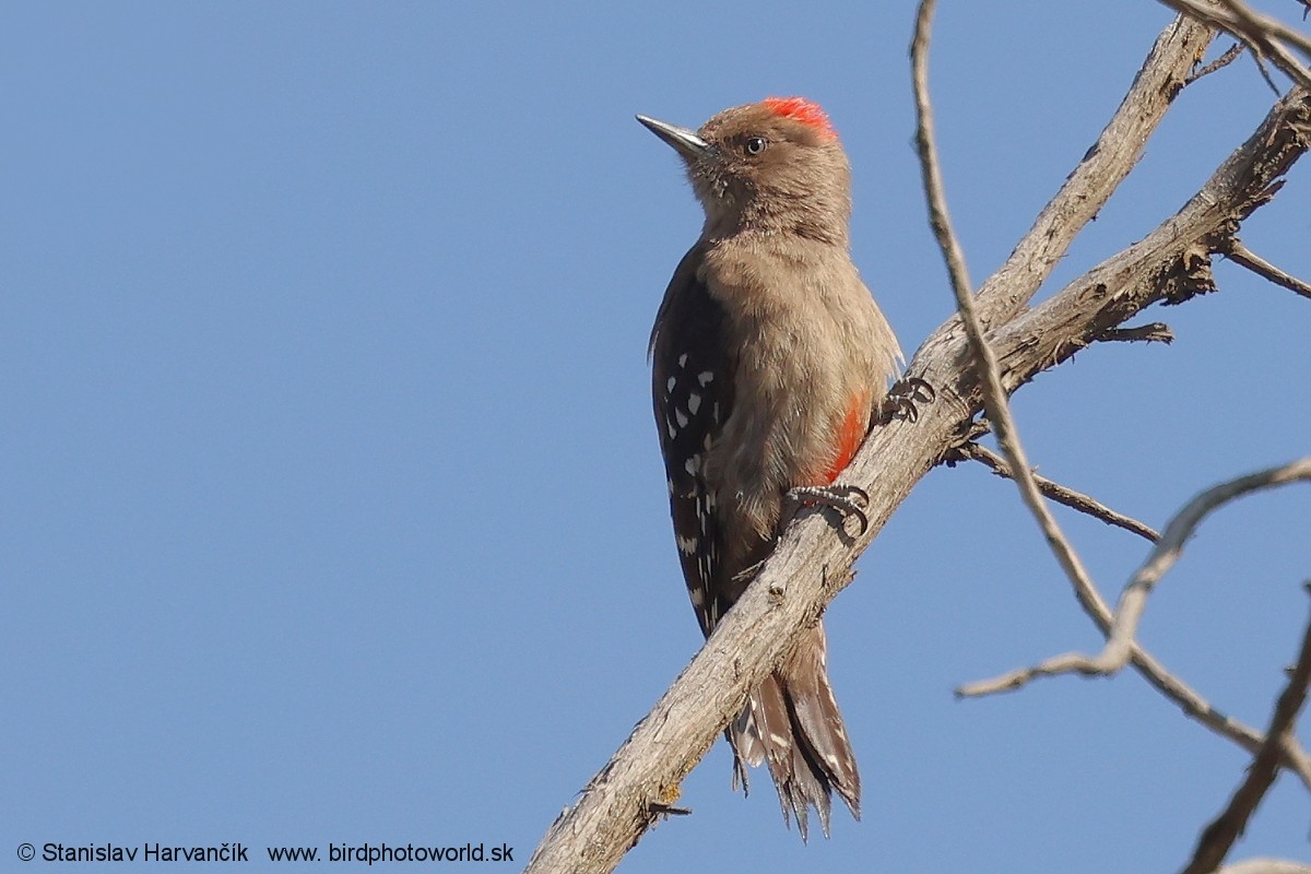 Arabian Woodpecker - ML632055619