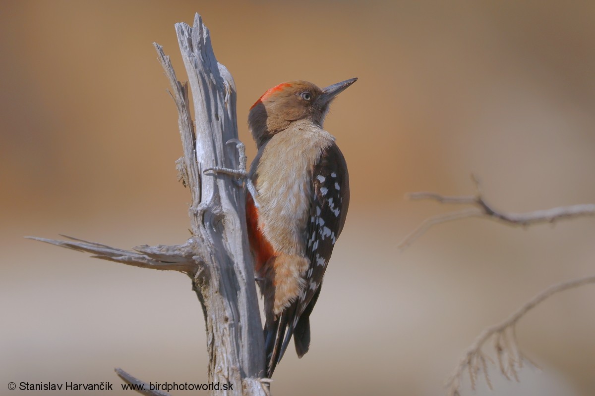 Arabian Woodpecker - ML632055622