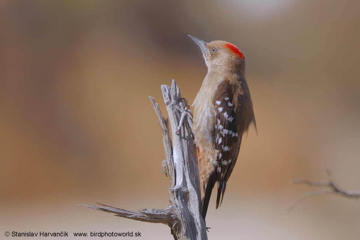 Arabian Woodpecker - ML632055624