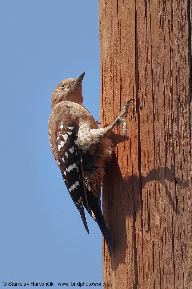 Arabian Woodpecker - ML632055625