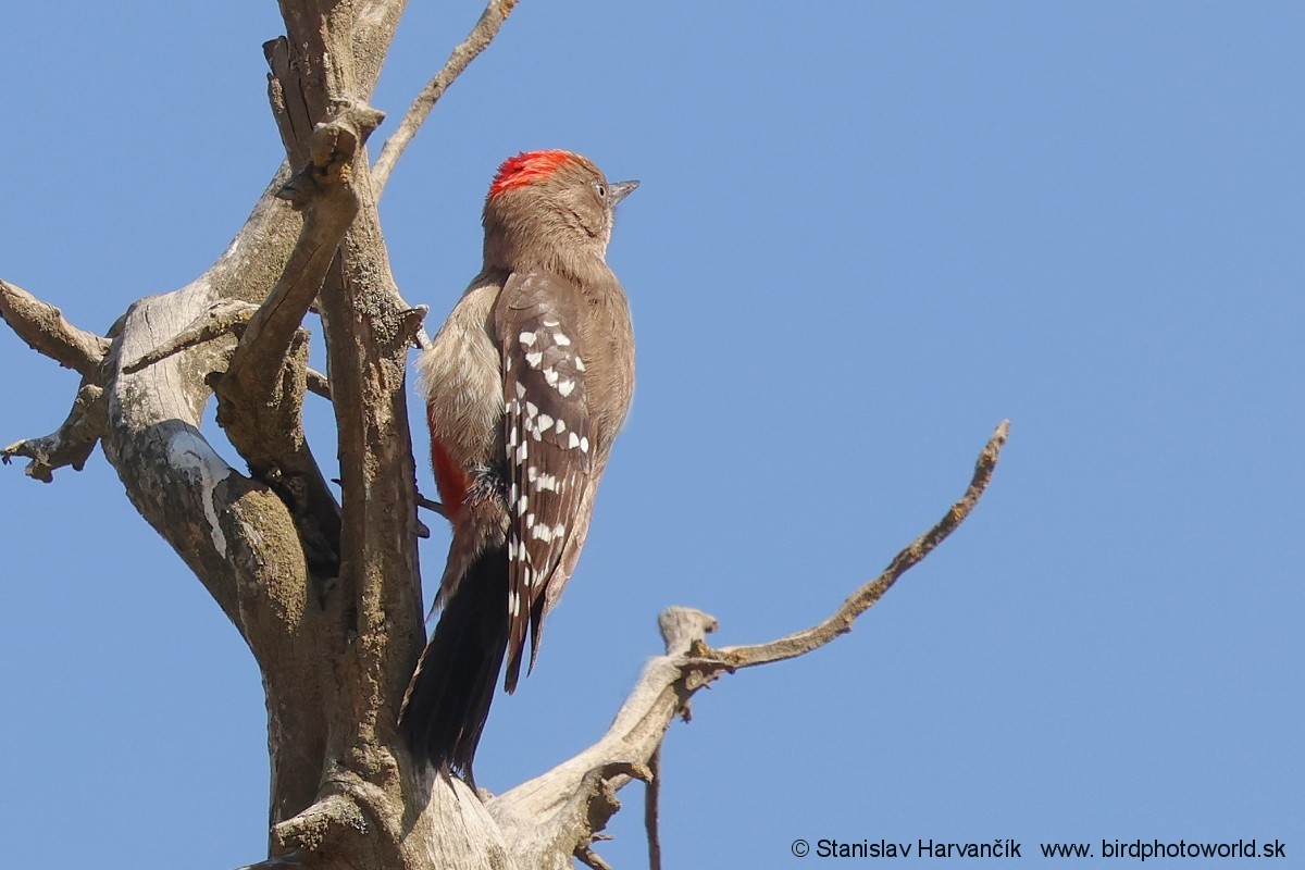 Arabian Woodpecker - ML632055627