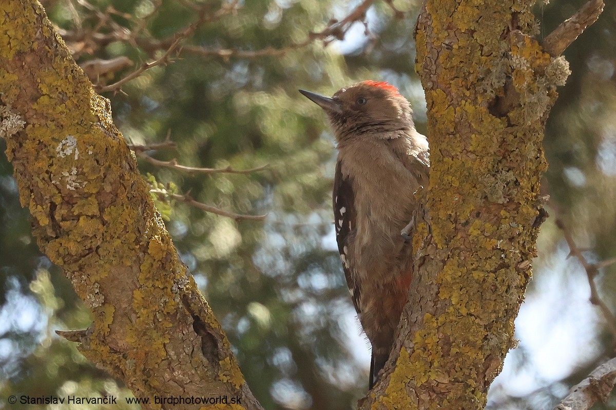 Arabian Woodpecker - ML632055628