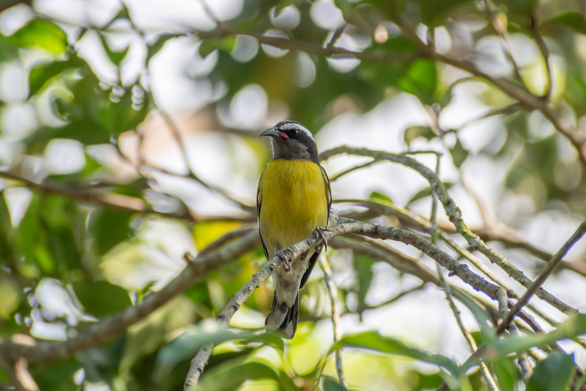 Bananaquit (Puerto Rico) - ML632055706