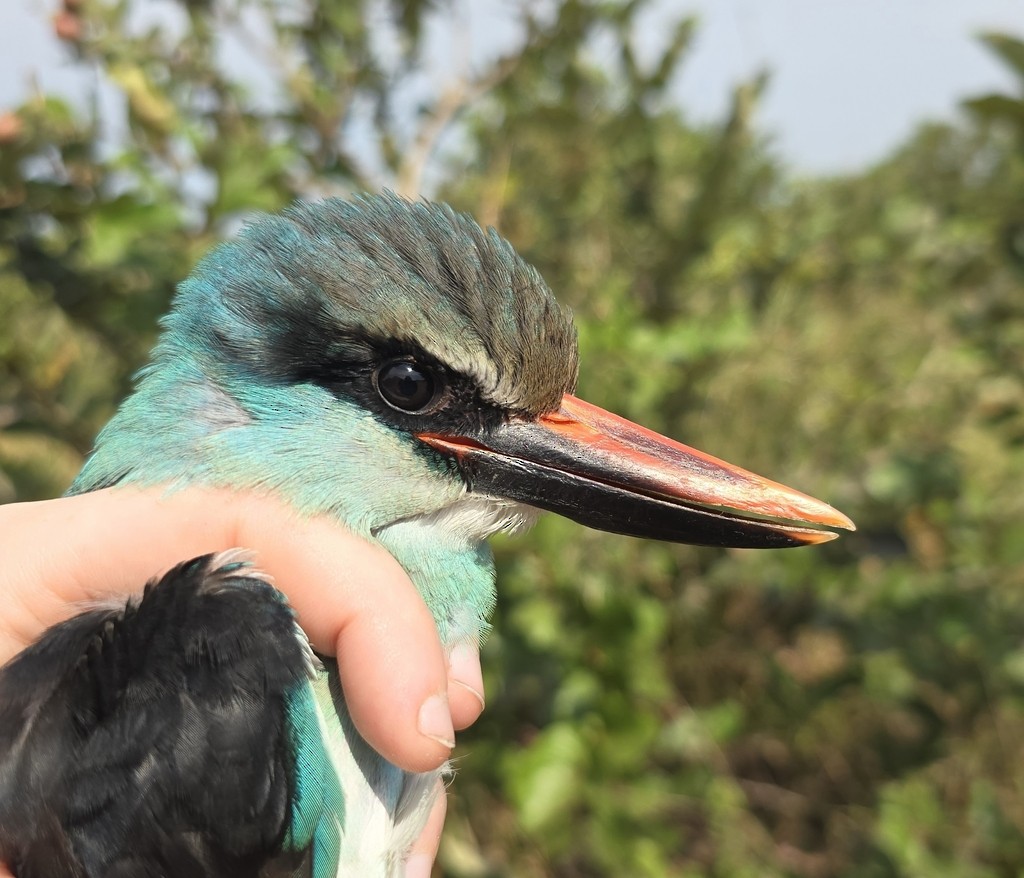 Blue-breasted Kingfisher - ML632055767