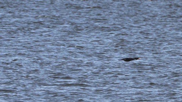 Cormorán Orejudo - ML632055890