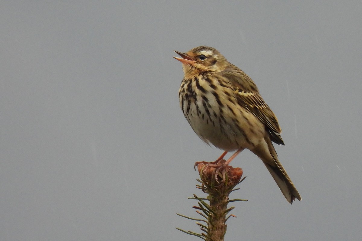 Olive-backed Pipit - ML632055903