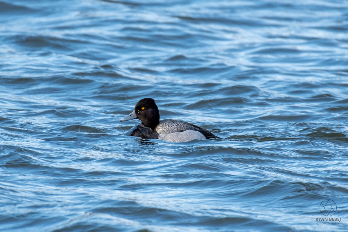 Lesser Scaup - ML632055928