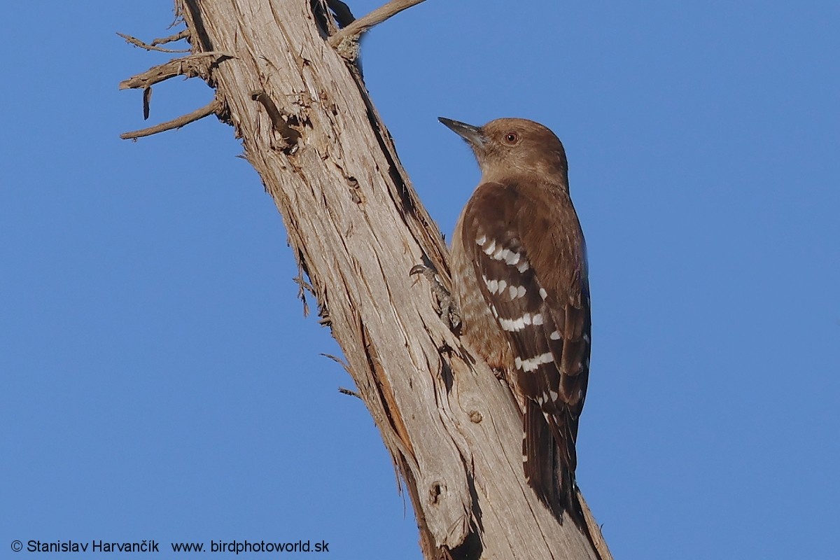 Arabian Woodpecker - ML632056063