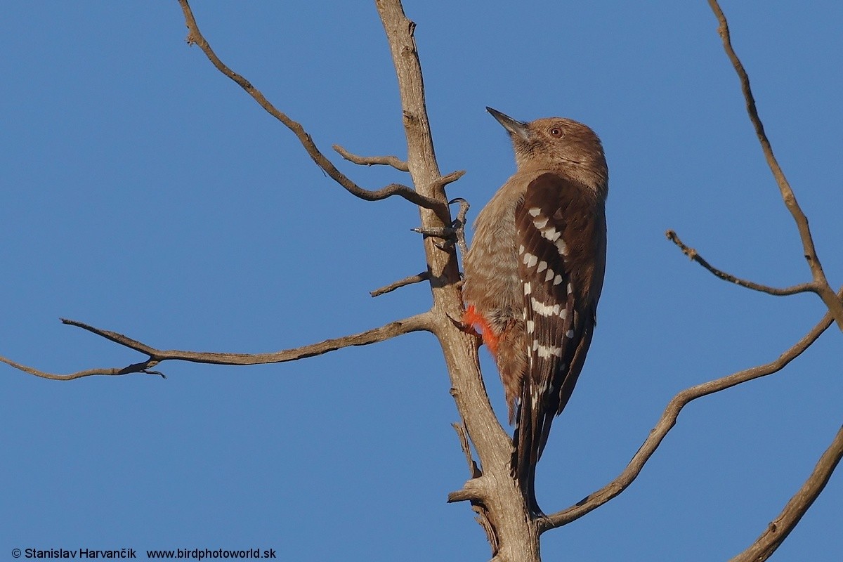Arabian Woodpecker - ML632056064
