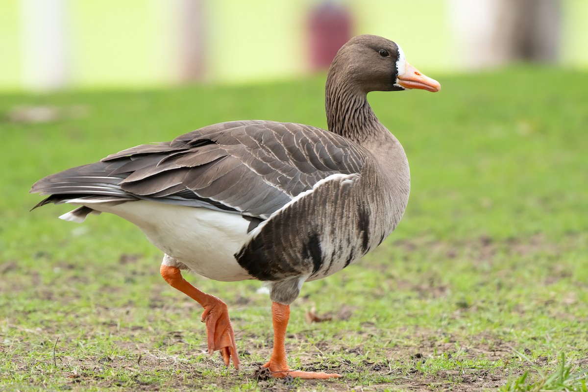 Greater White-fronted Goose - ML632056071
