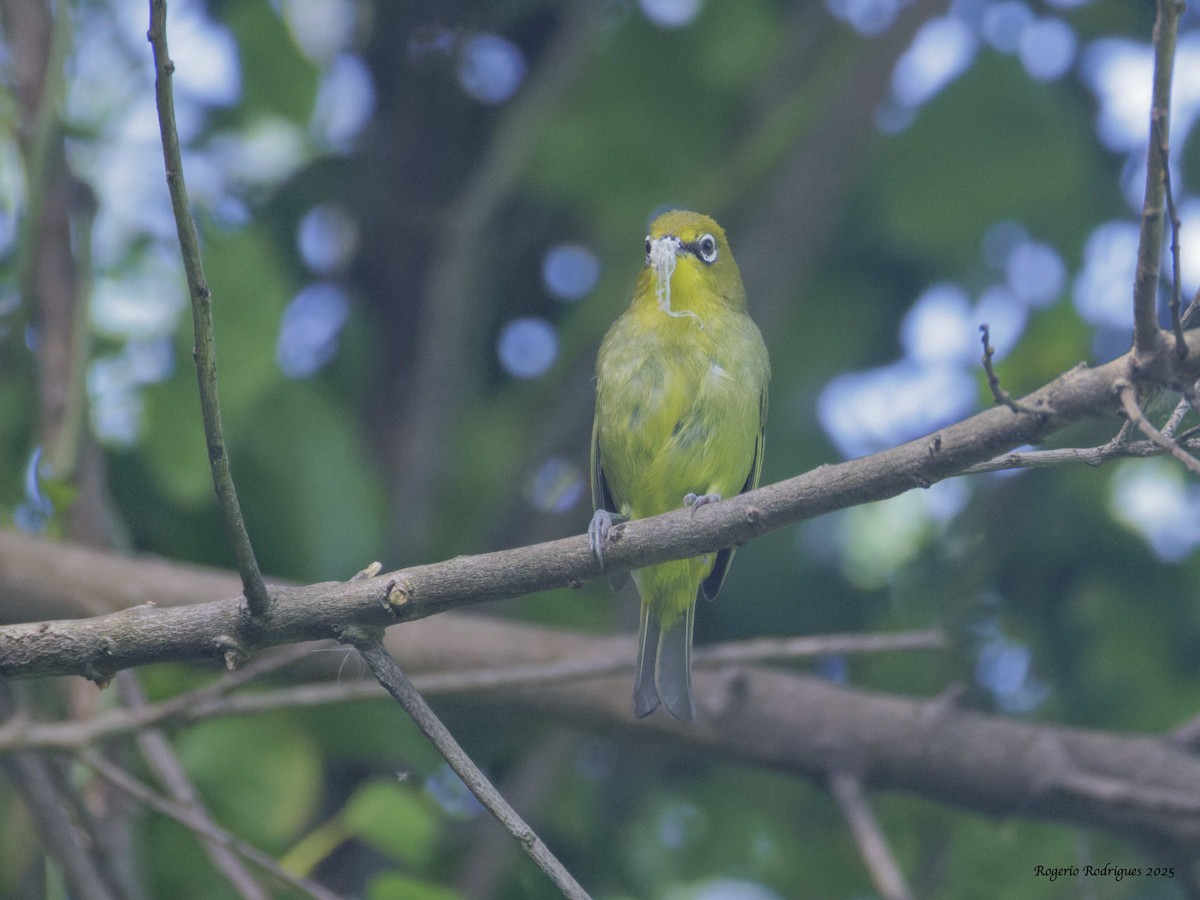 Cape White-eye - ML632056185