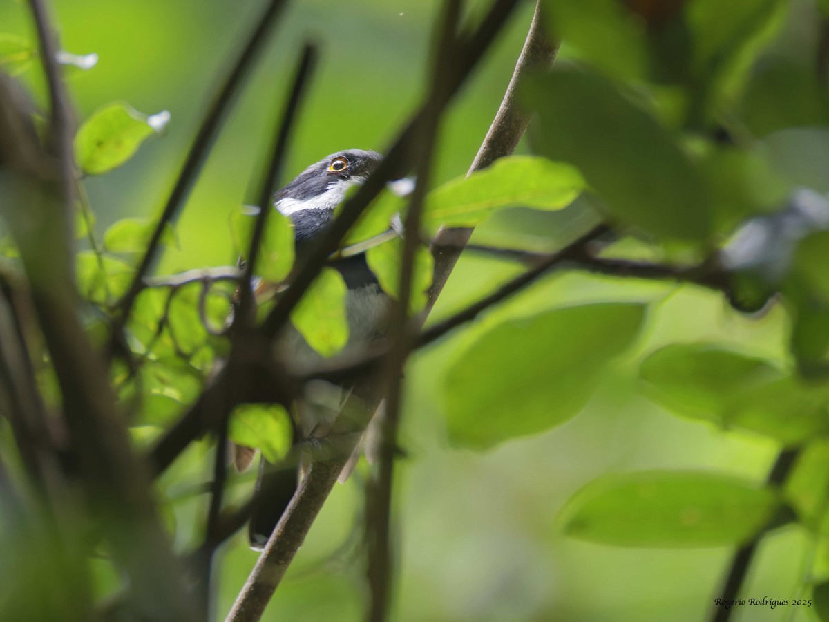 Cape Batis - ML632056189