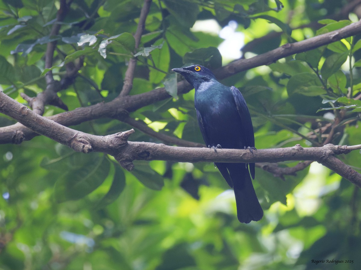 Black-bellied Starling - ML632056202