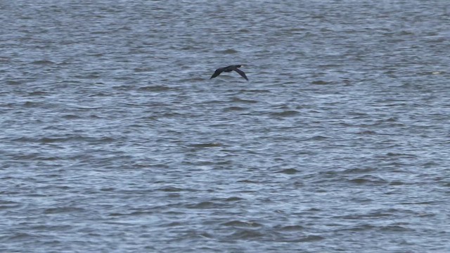 Cormorán Orejudo - ML632056208