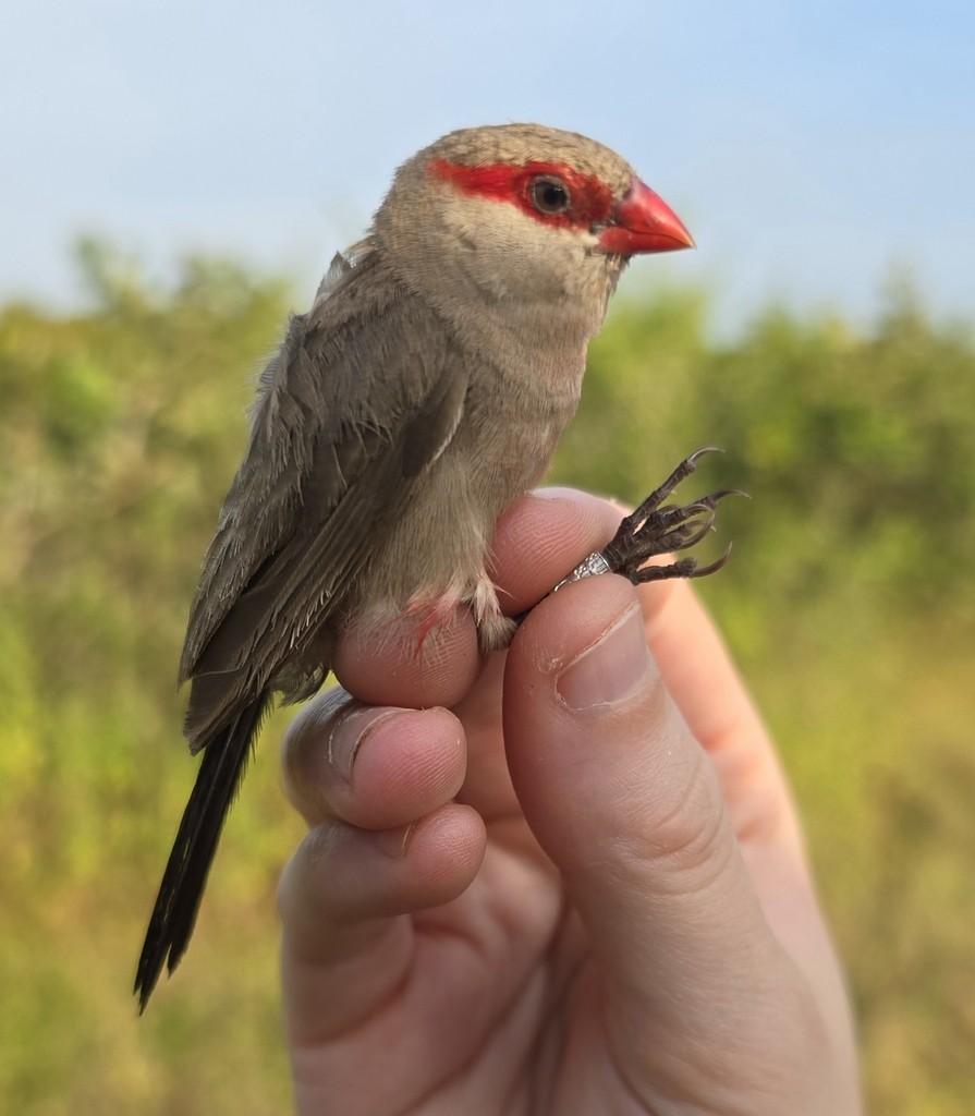 Black-rumped Waxbill - ML632056257