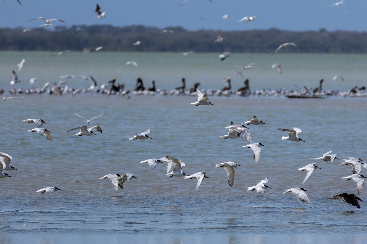 Эгэл хараалай - ML632056292