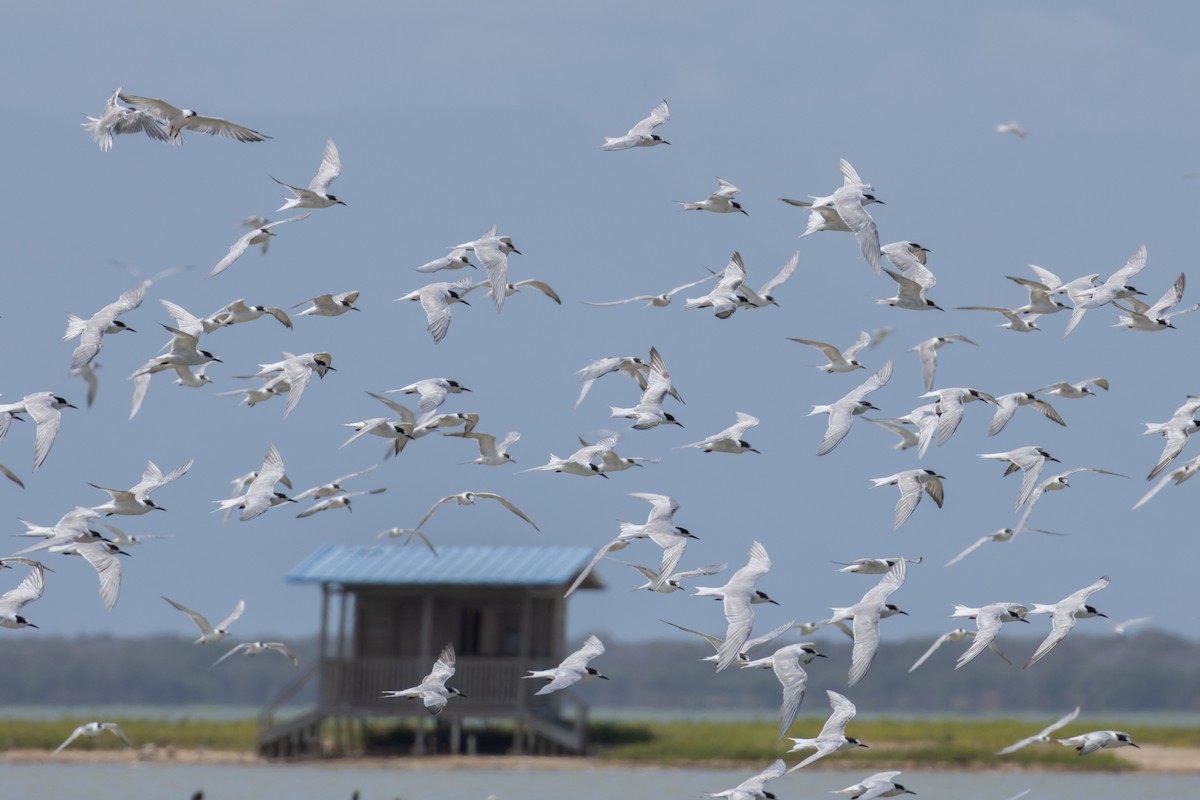 Эгэл хараалай - ML632056293