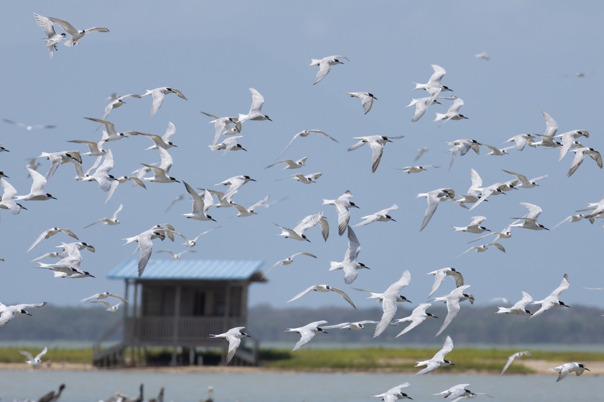 Эгэл хараалай - ML632056294