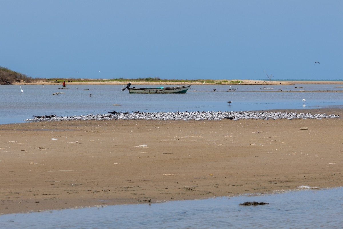 Эгэл хараалай - ML632056315