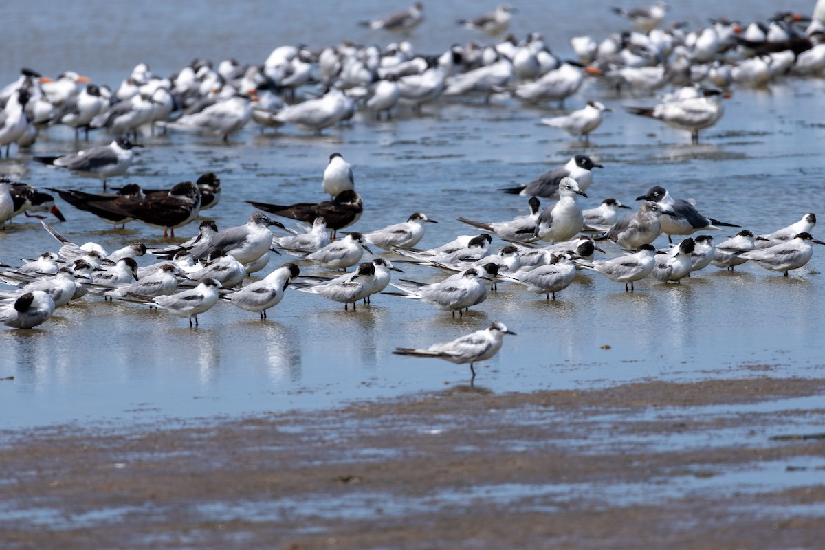 Эгэл хараалай - ML632056329