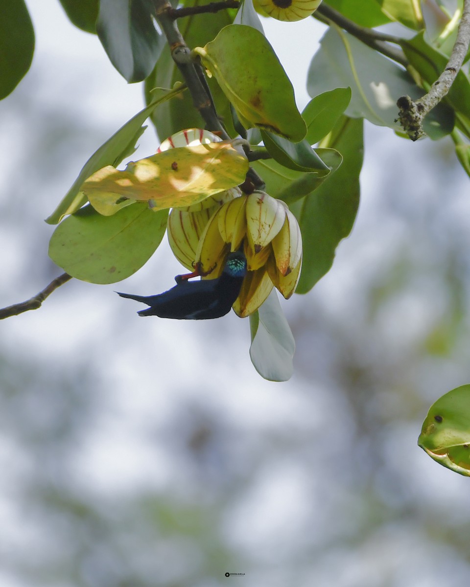 Red-legged Honeycreeper - ML632056398