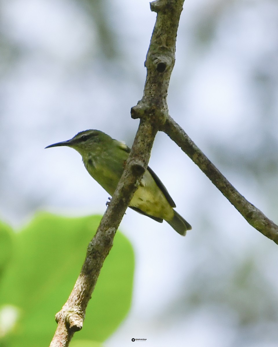 Red-legged Honeycreeper - ML632056404