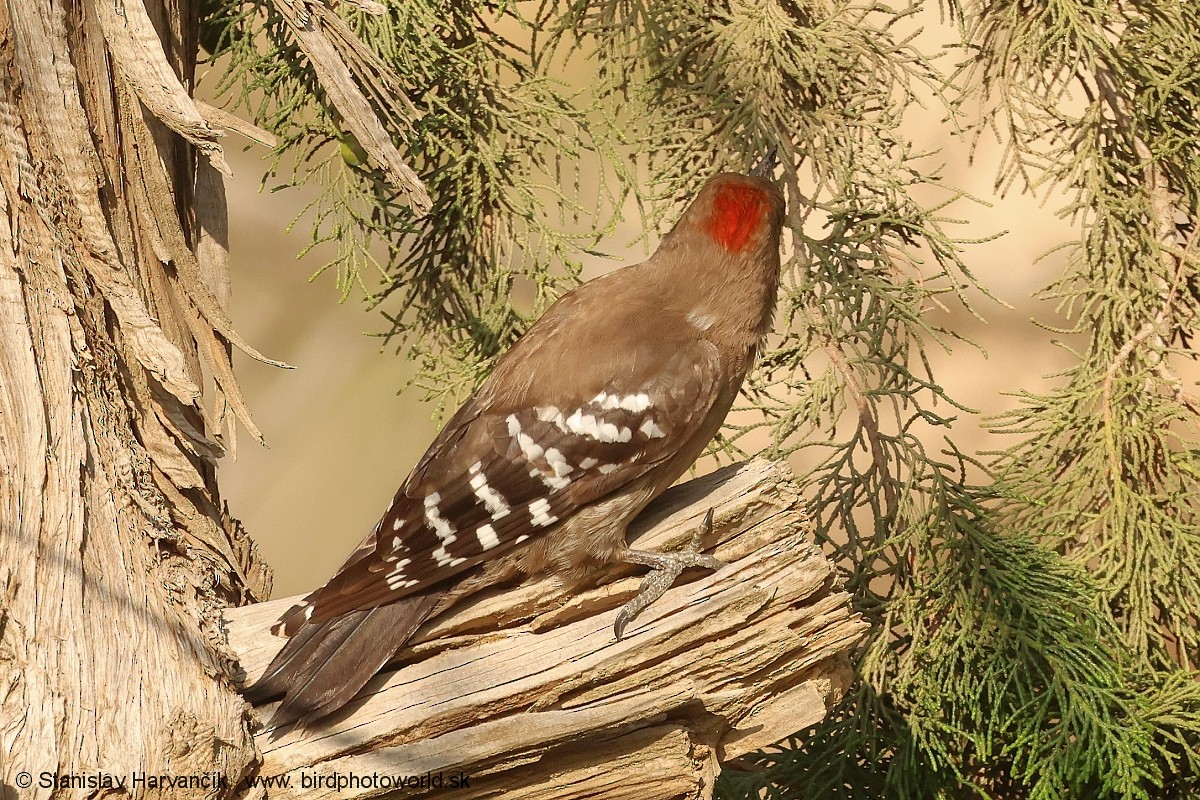 Arabian Woodpecker - ML632056434