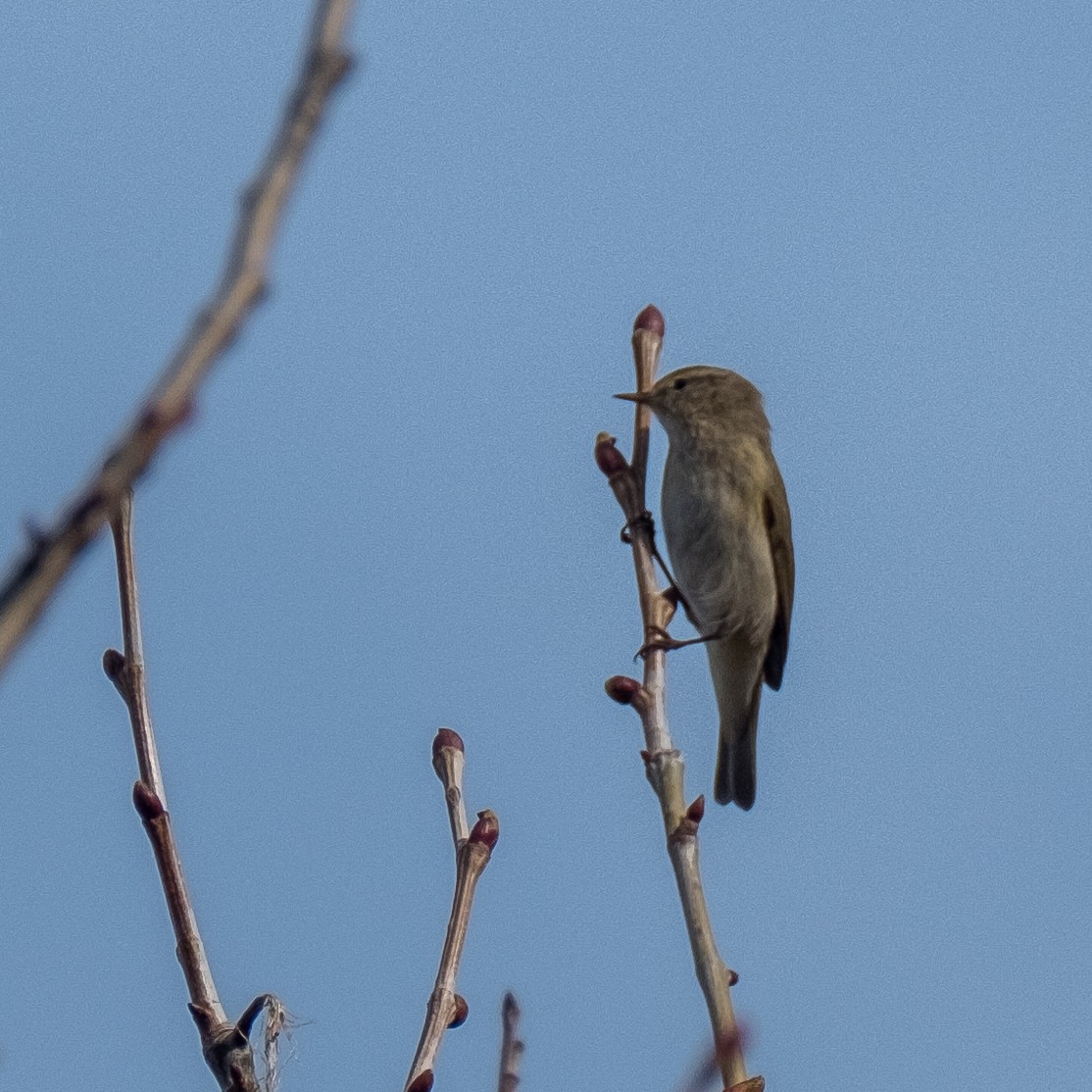 Common Chiffchaff - ML632056527