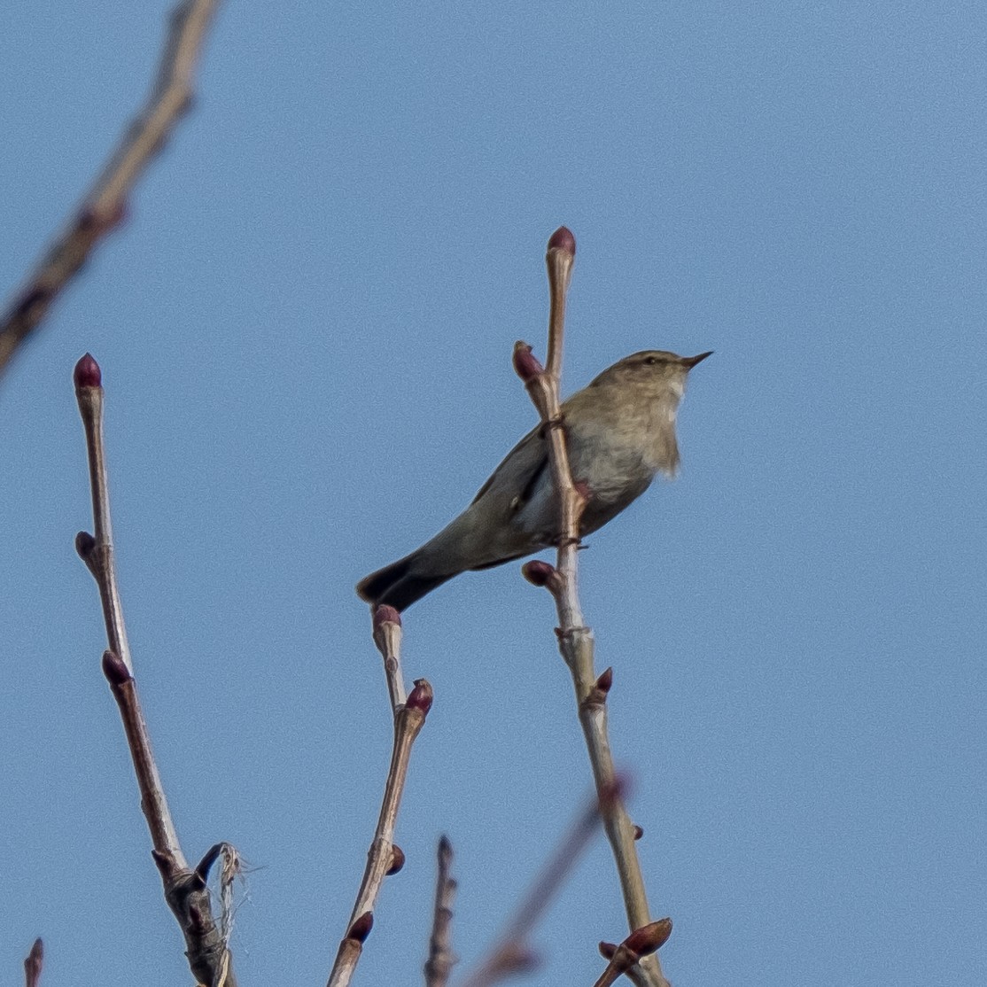 Common Chiffchaff - ML632056528