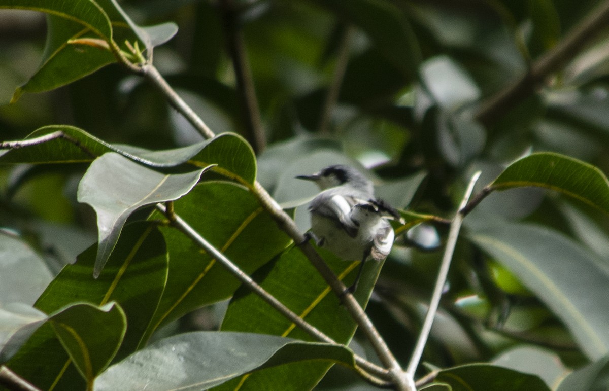 Tropical Gnatcatcher (atricapilla) - ML632056566
