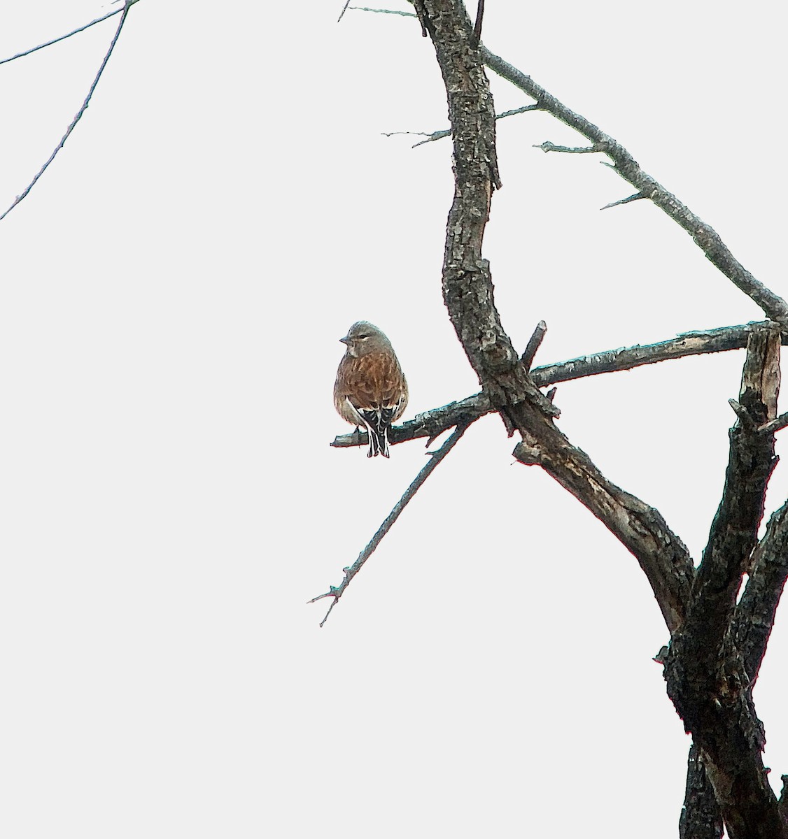 Eurasian Linnet - ML632056652