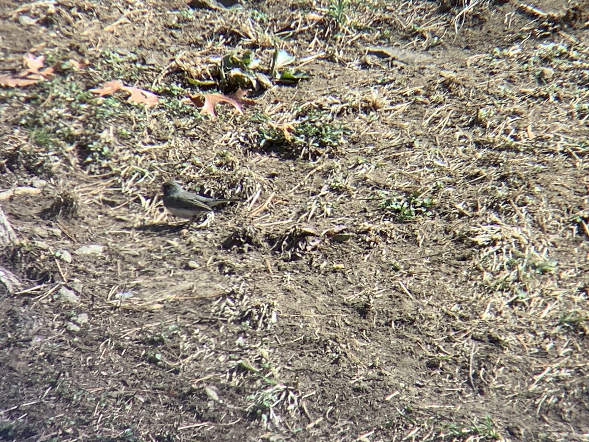 Dark-eyed Junco - ML632056708