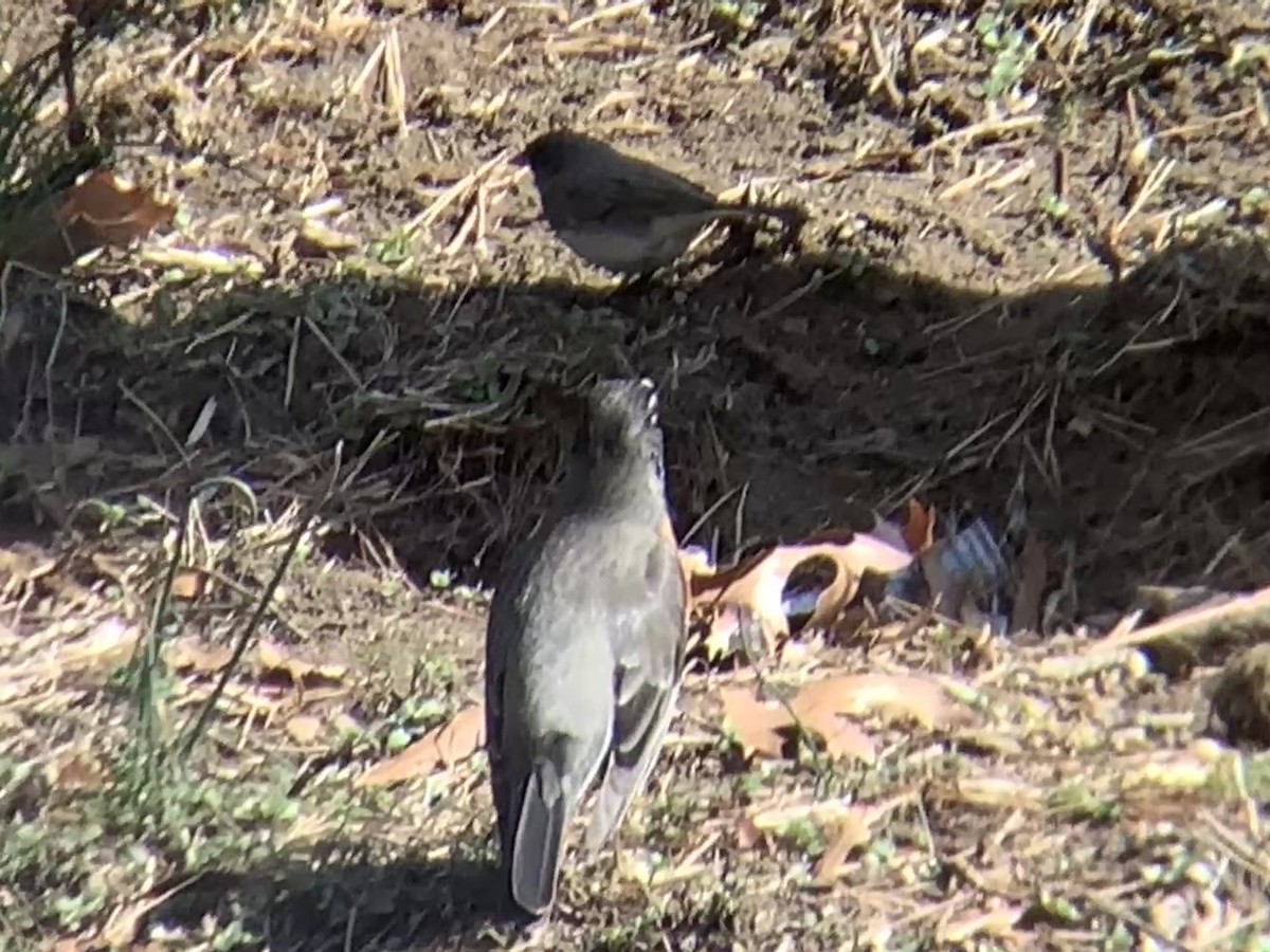 Dark-eyed Junco - ML632056715