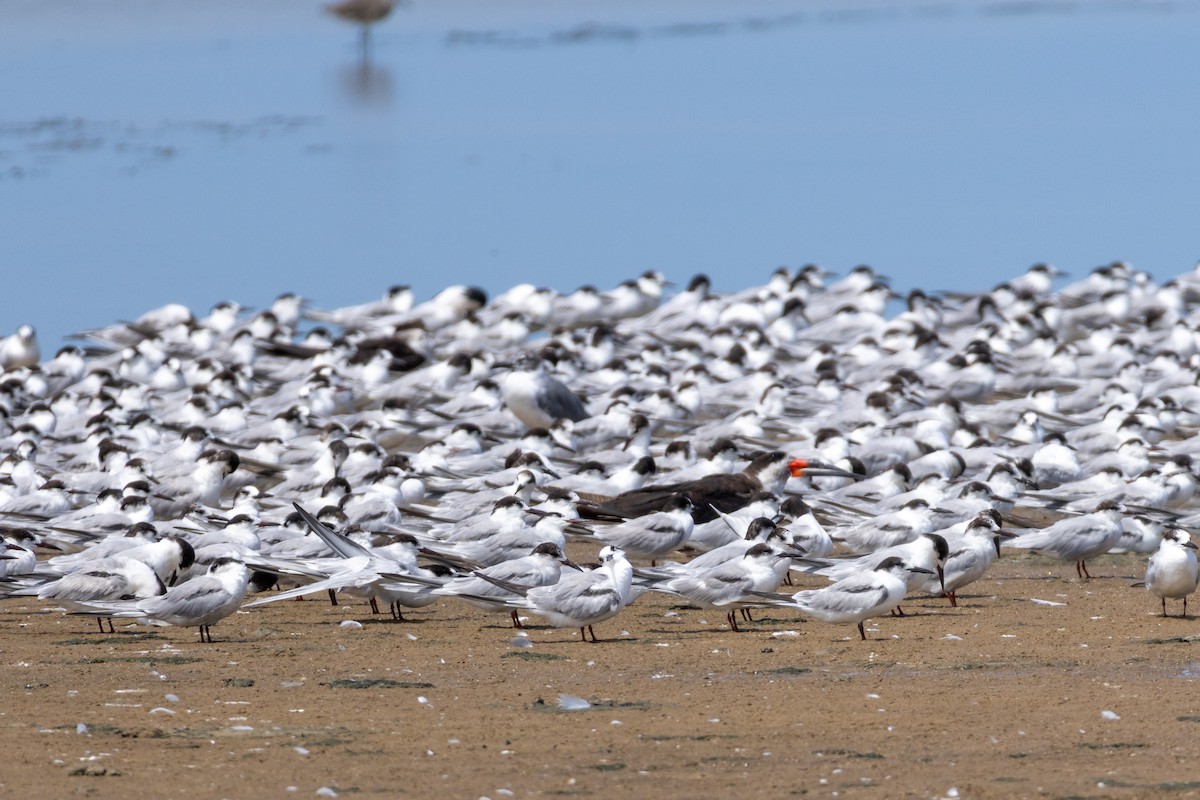 Эгэл хараалай - ML632056807