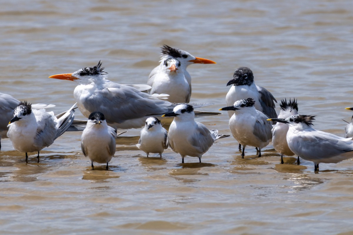 rybák severní - ML632056832