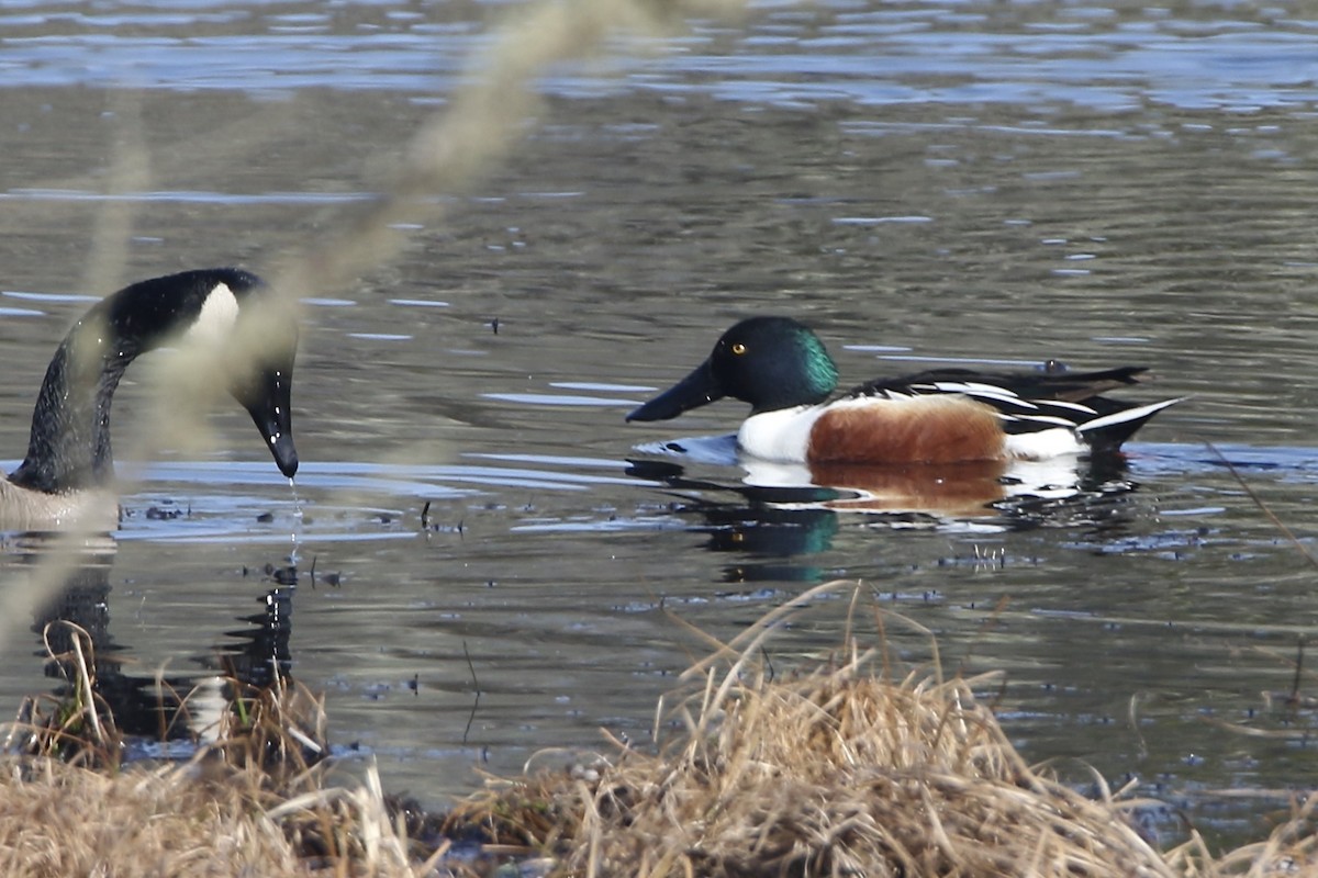 Northern Shoveler - ML632056907