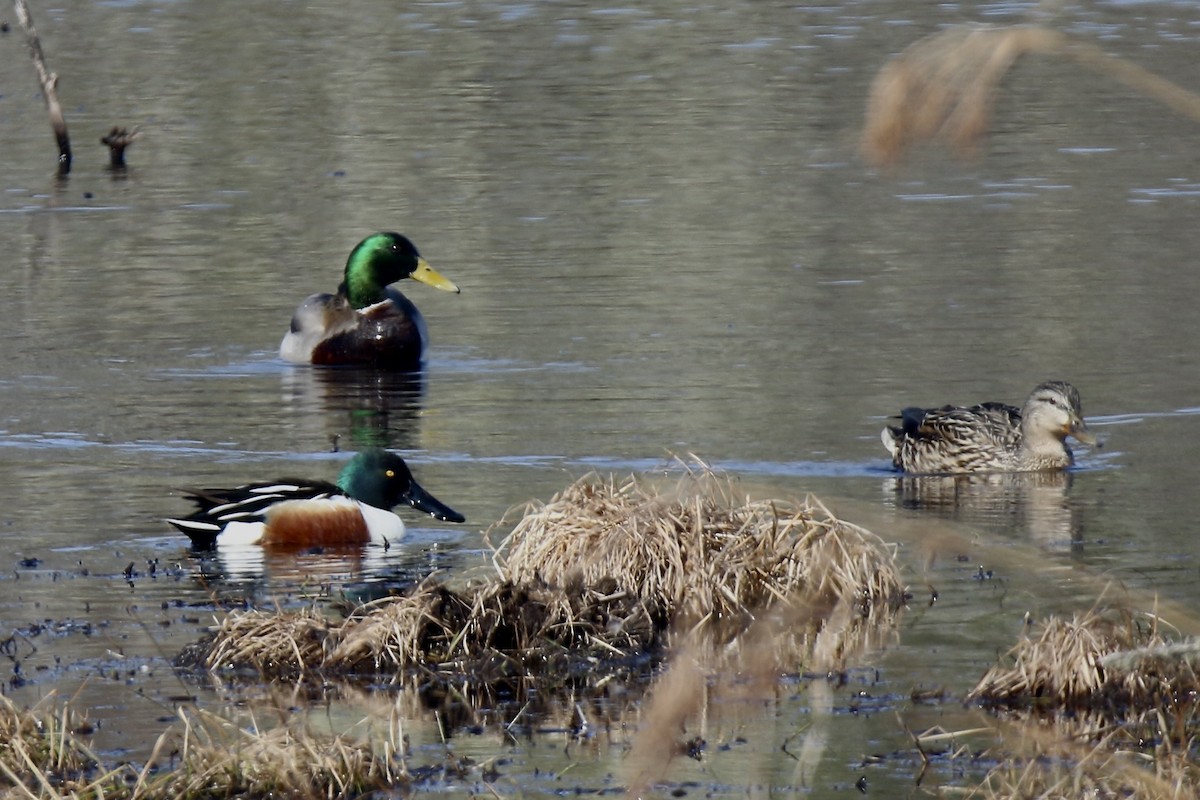 Northern Shoveler - ML632056910