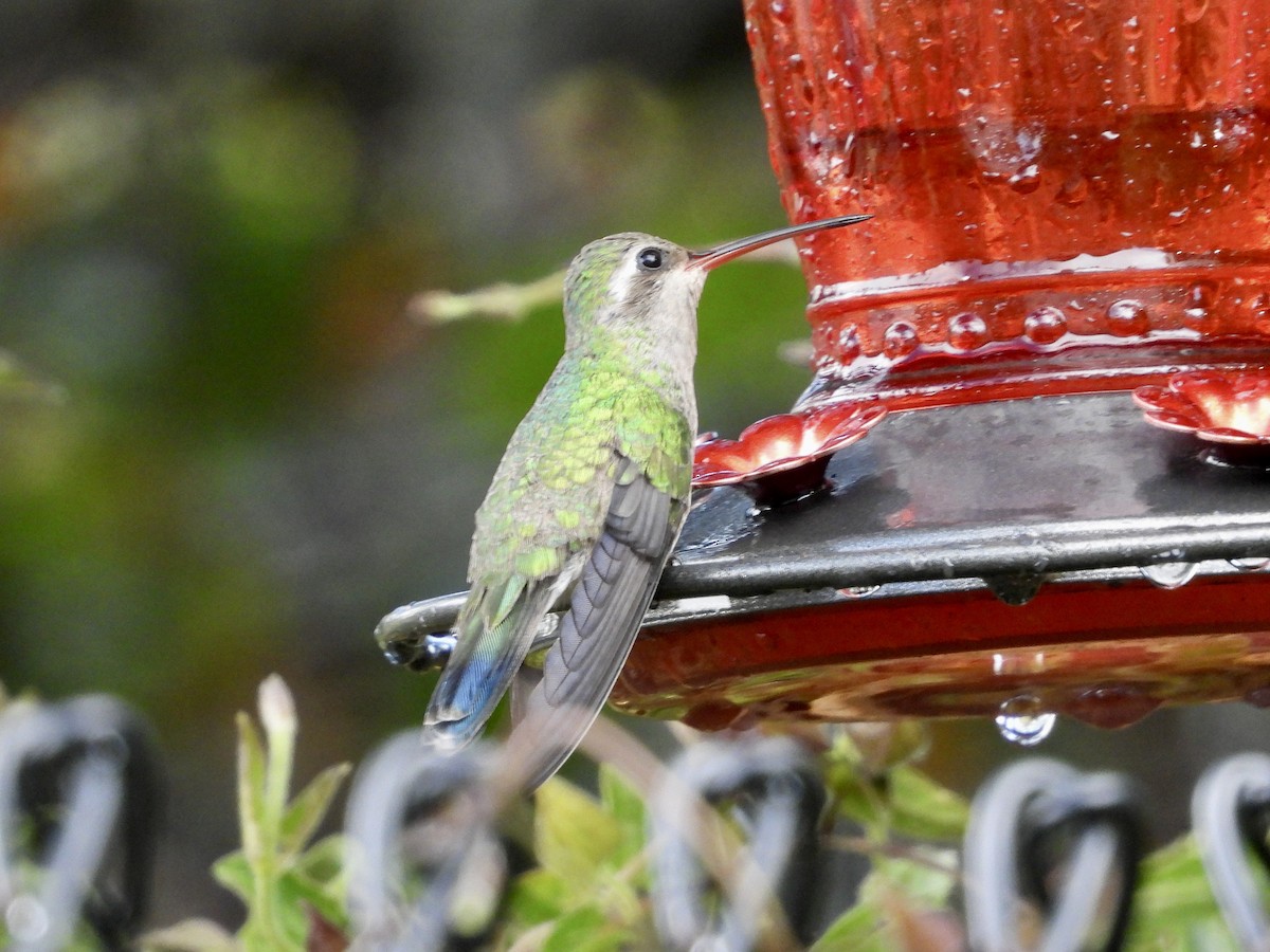 Broad-billed Hummingbird - ML632056956