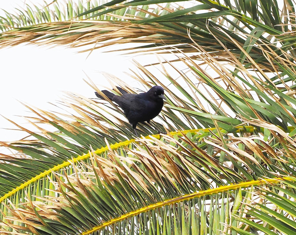Boat-tailed Grackle - ML632057092