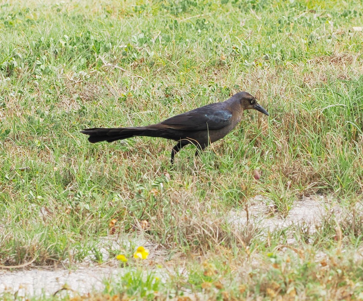 Boat-tailed Grackle - ML632057093