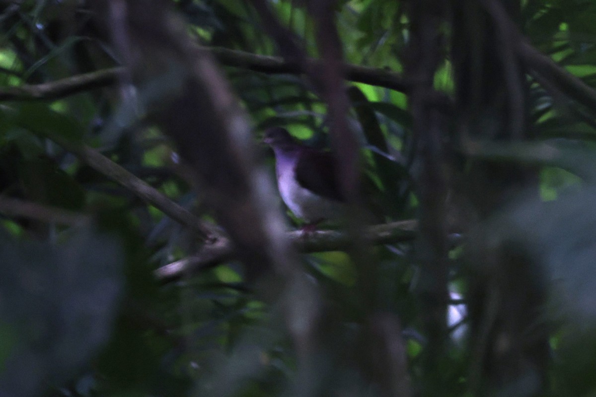 Violaceous Quail-Dove - ML632057218