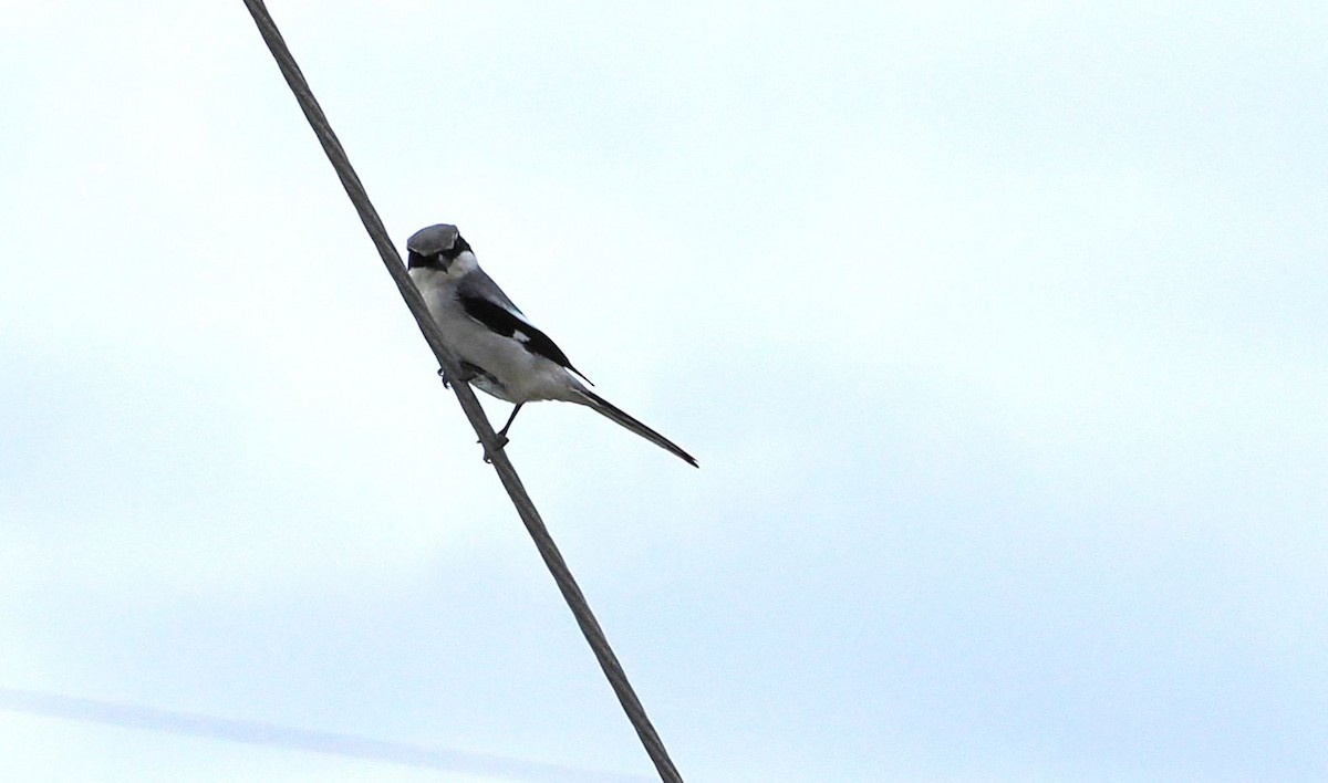 Loggerhead Shrike - ML632057225