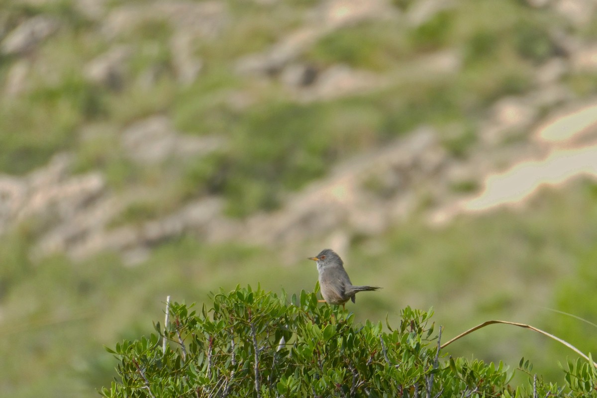 balearsanger - ML632057265