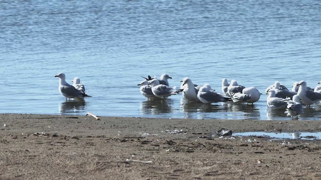 Ring-billed Gull - ML632057293