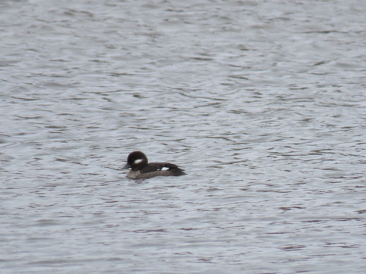 Bufflehead - ML632057368