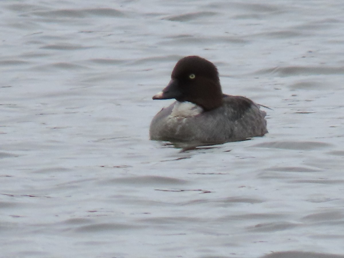 Common Goldeneye - ML632057406