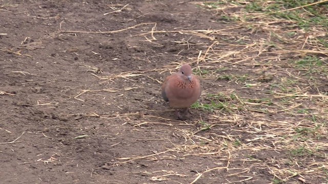 Laughing Dove - ML632057665