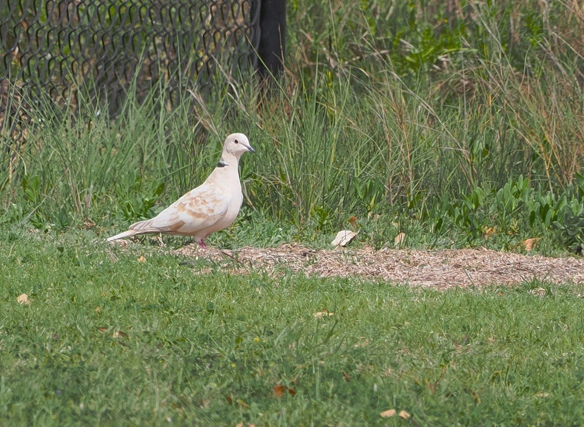 African Collared-Dove - ML632057691