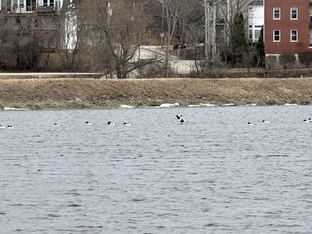 Common Merganser - ML632057696