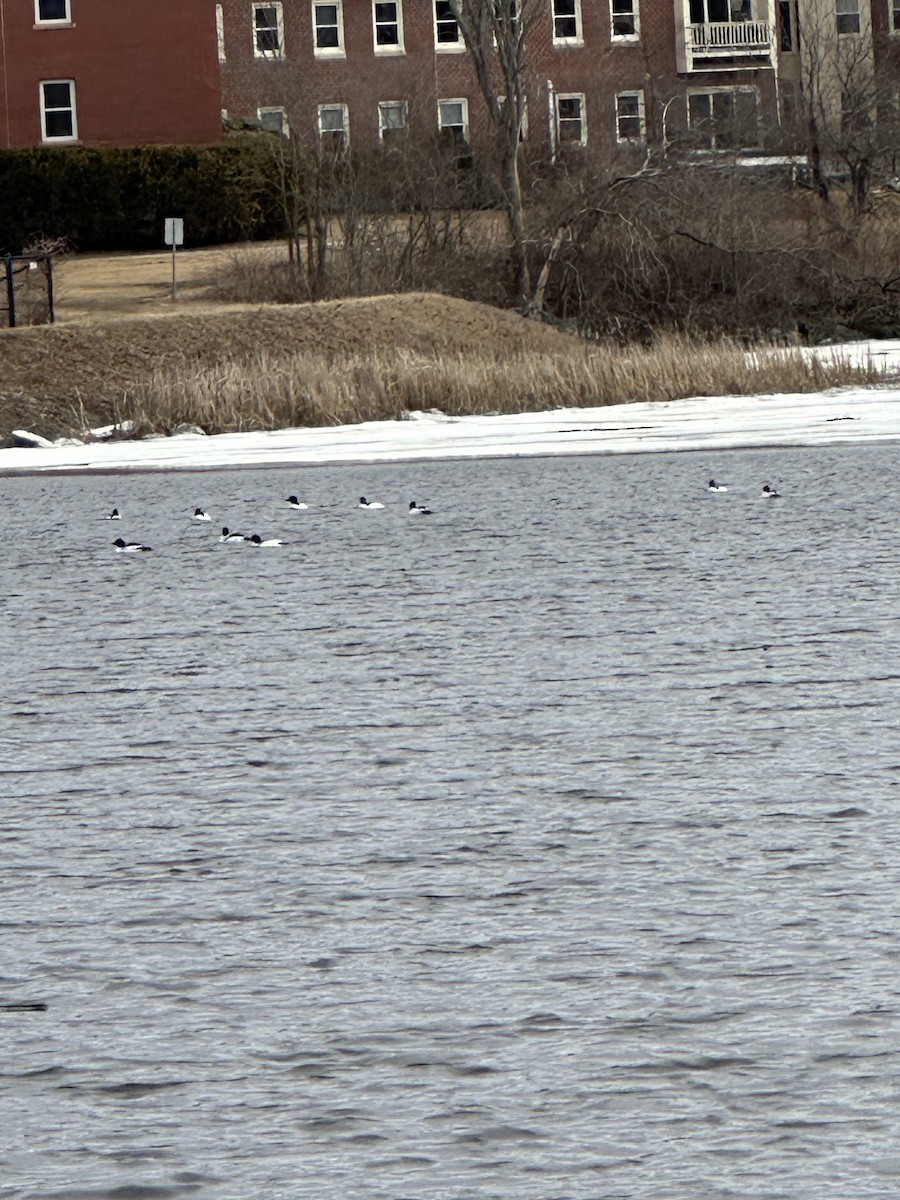 Common Merganser - ML632057715